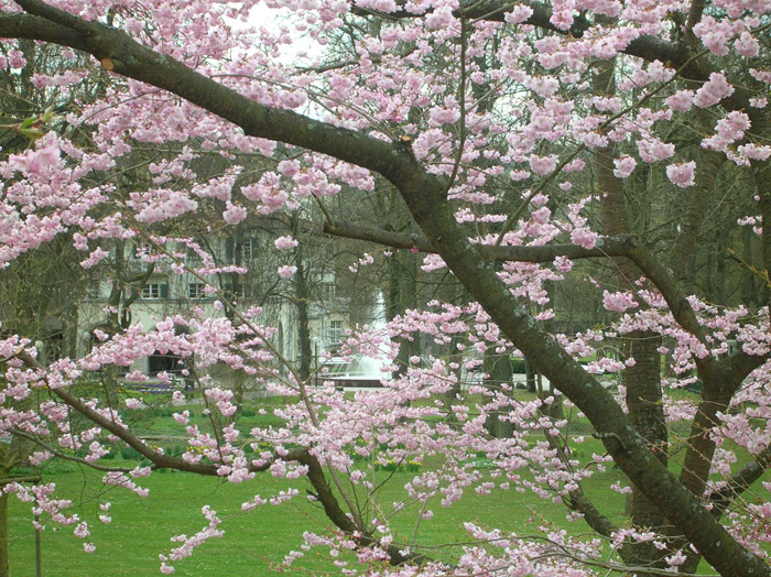 Cherry Blossom in Kurpark / Bad Mergentheim